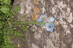 Meconopsis aculeata